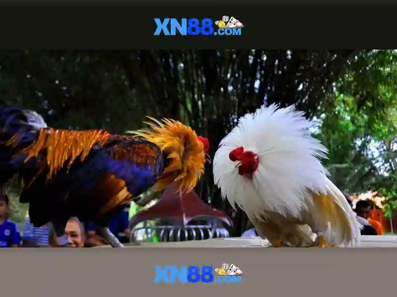 💎k066 nhà cái💎