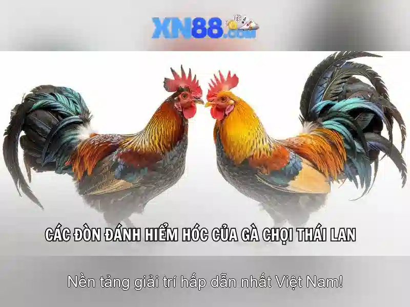  chương trình khuyến mãi - XN88