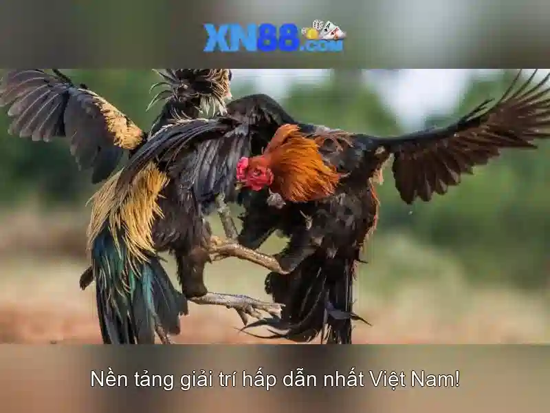 💎soi keo nhà cai💎