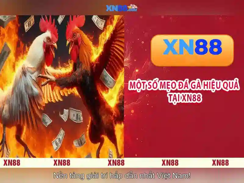 💎xem bong da truc keo nha cai💎